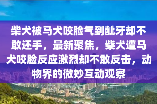 柴犬被馬犬咬臉氣到齜牙卻不敢還手，最新聚焦，柴犬遭馬犬咬臉反應(yīng)激烈卻不敢反擊，動(dòng)物界的微妙互動(dòng)觀察